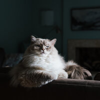 Pixelfed profile picture for @cats