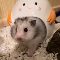 Pixelfed profile picture for @hamsters