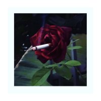Pixelfed profile picture for @rosemary
