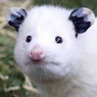 Abbiistabbii