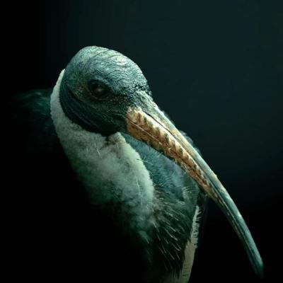 Eric Van Til's avatar