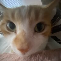 Pixelfed profile picture for @Pussy