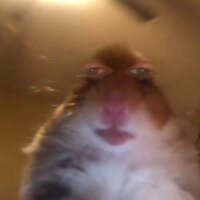 Pixelfed profile picture for @Baggy