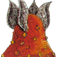 Pixelfed profile picture for @verb