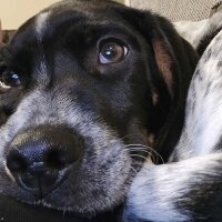 dogs_roit