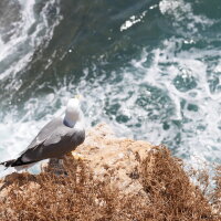 Candid Wildlife