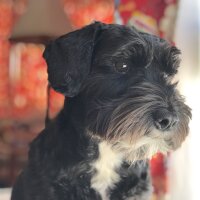 bentley_lucas
