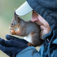 AnimalFaff