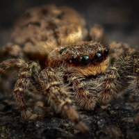 Barrie's avatar