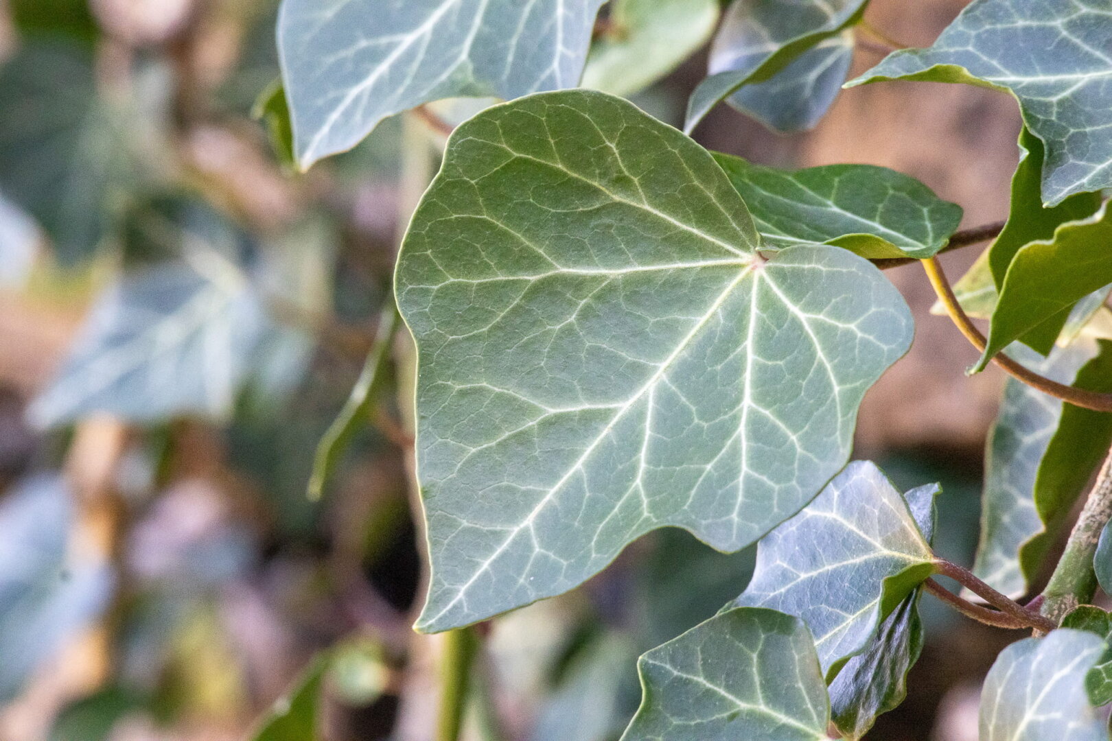 The leaf of a grape vine in a vineyard.