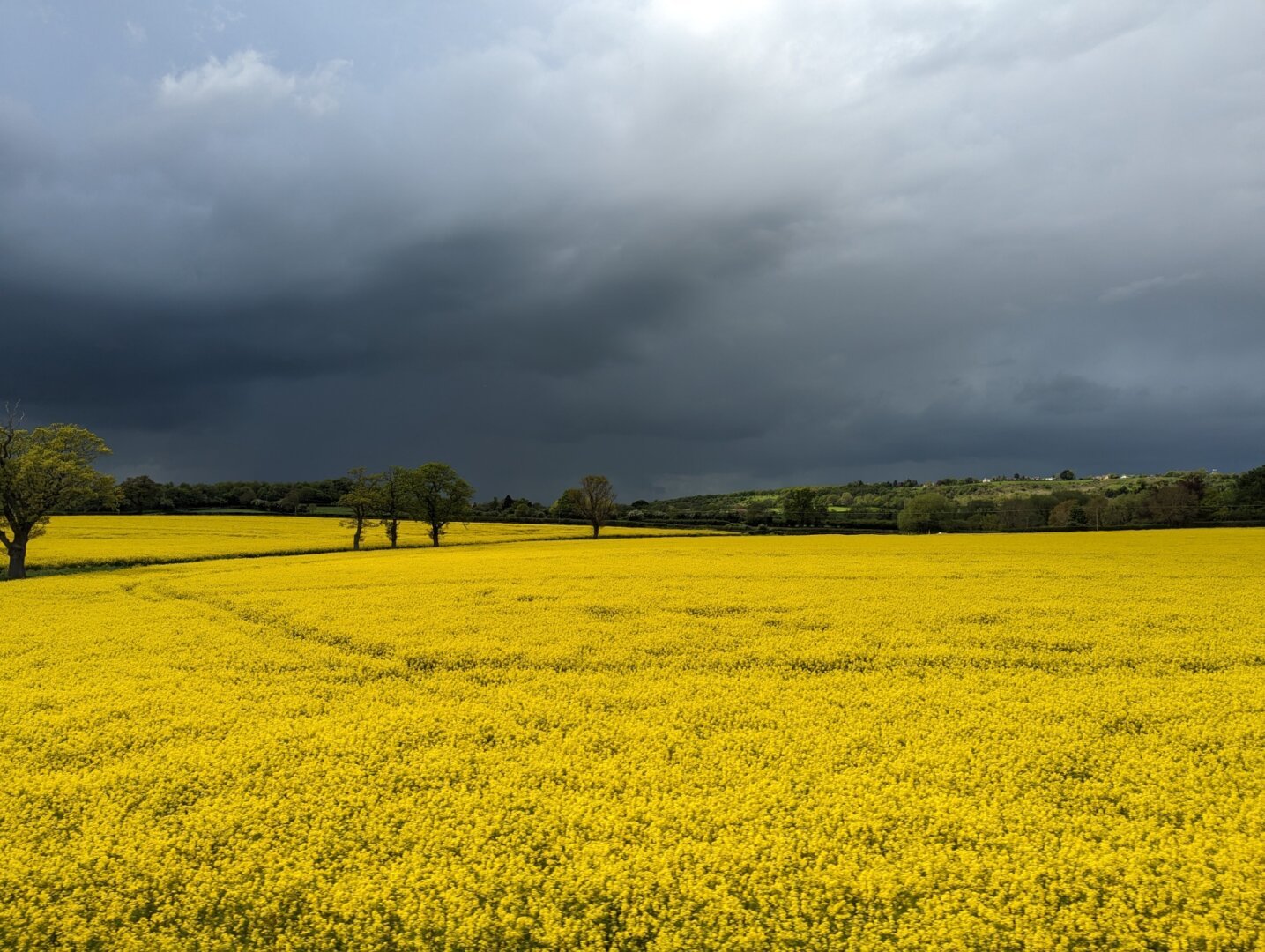 A field full of yellow flowers with grey cloudy skies overhead