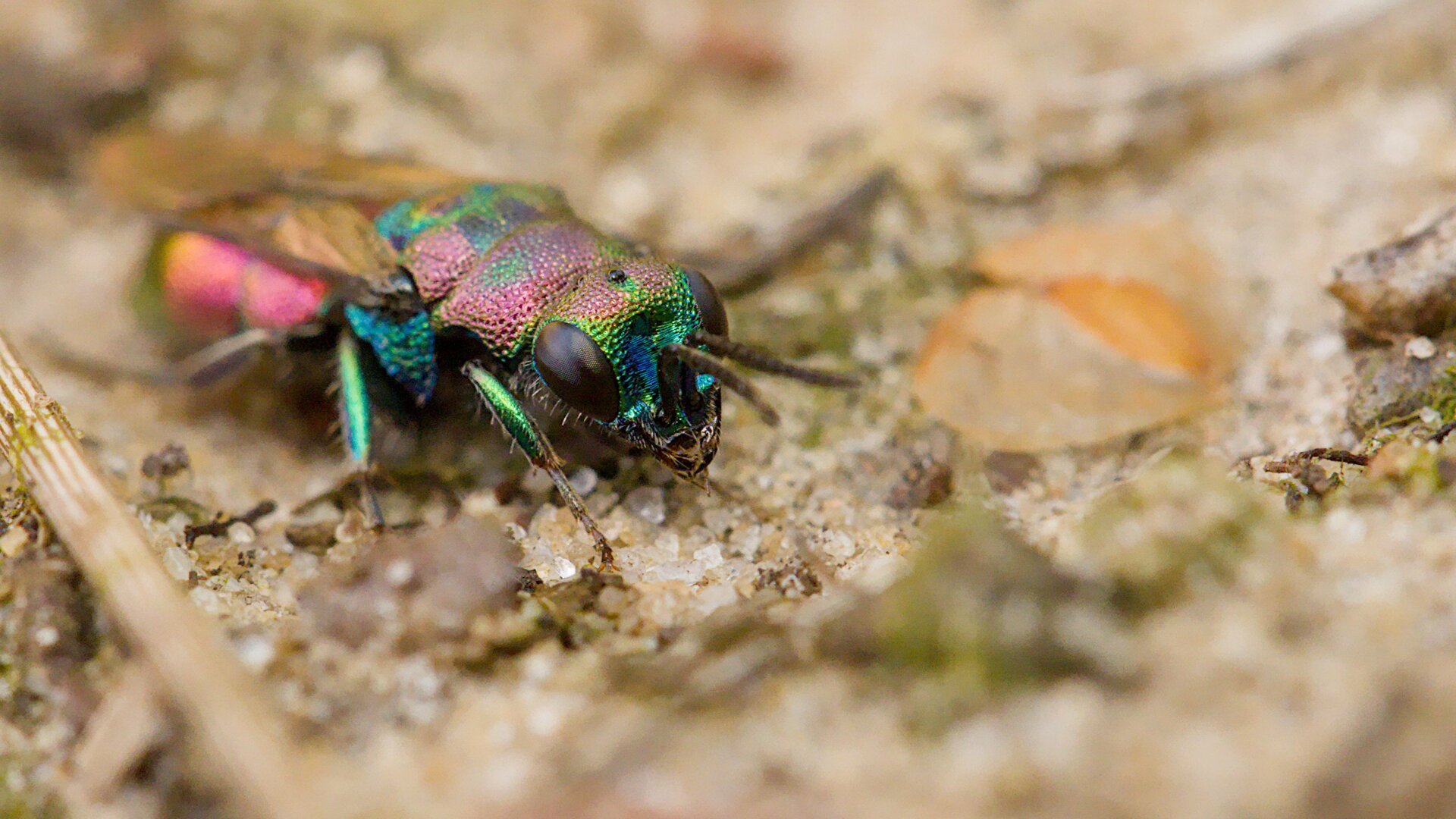 Hedychrum rutilans