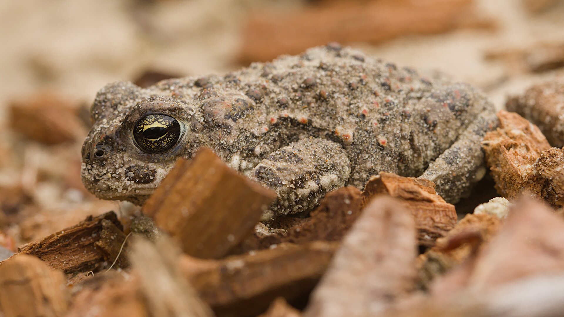 Rugstreeppad - Epidalea calamita