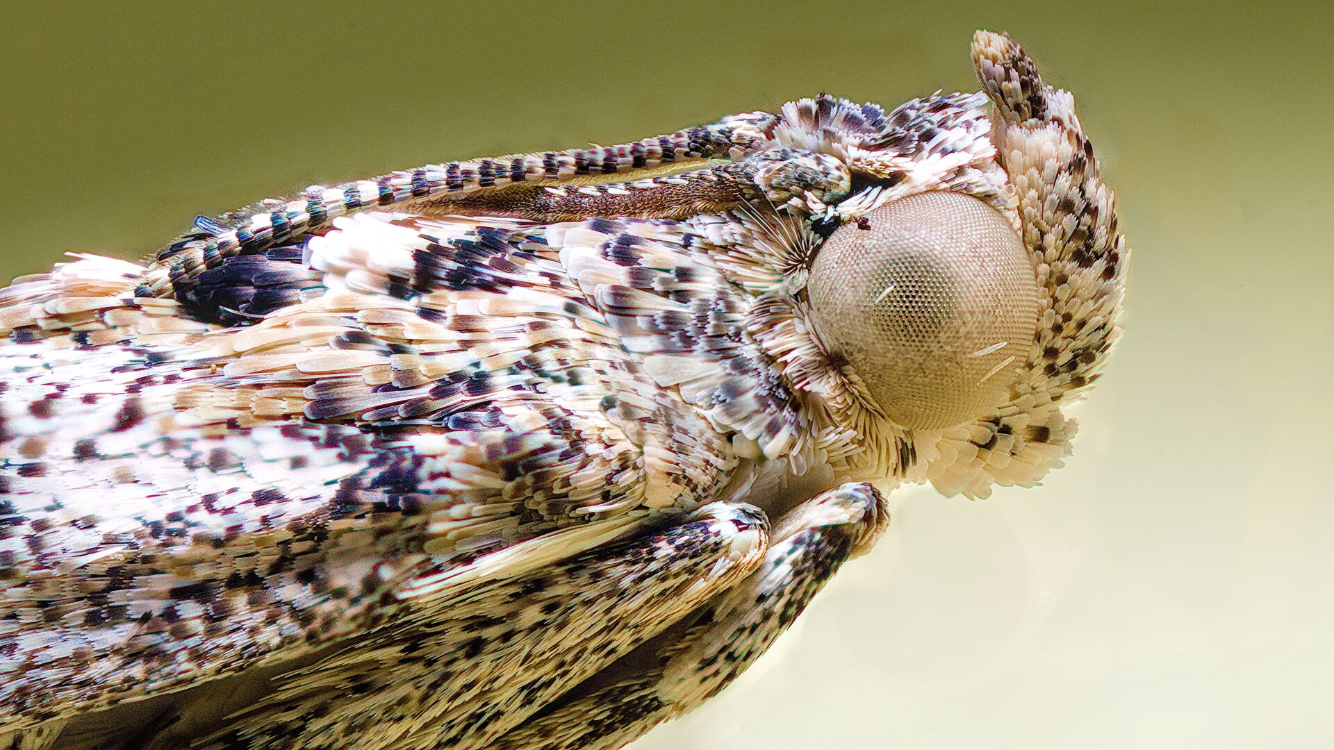 Macro Moth