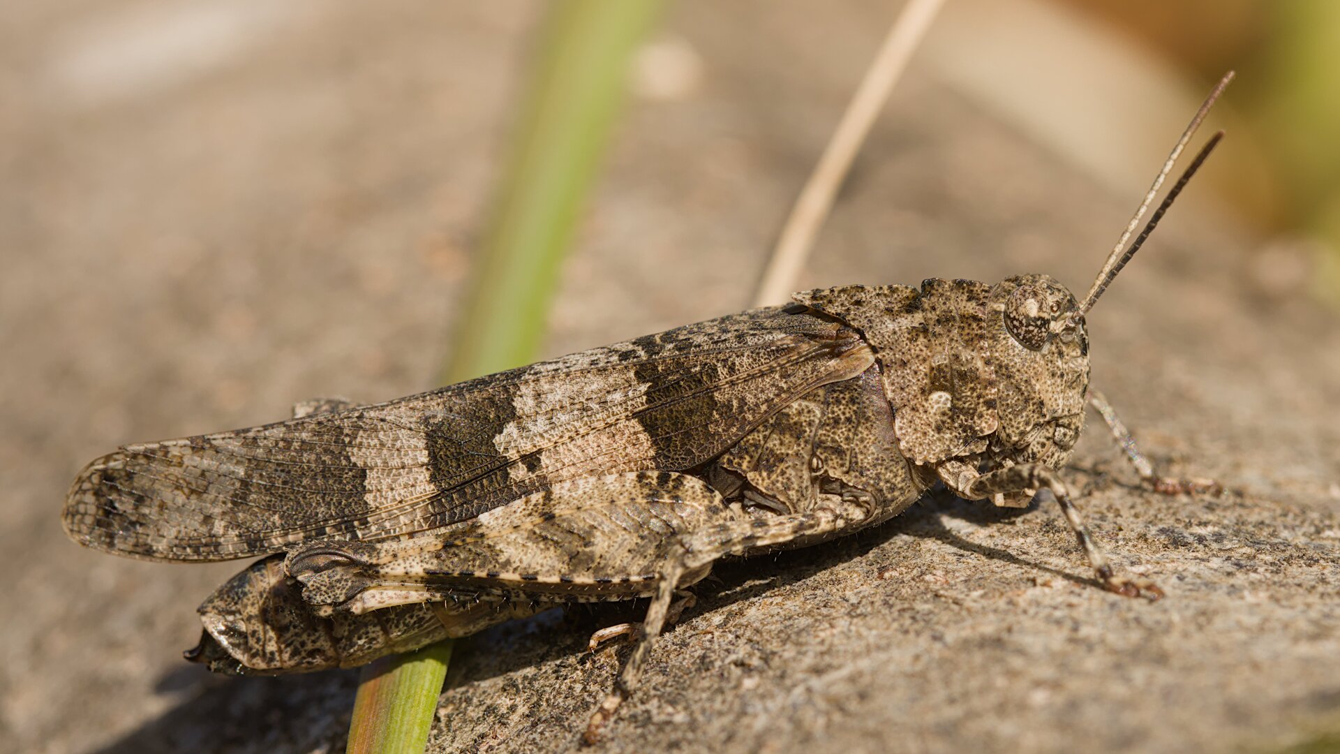 Blauwvleugelsprinkhaan - Oedipoda caerulescens