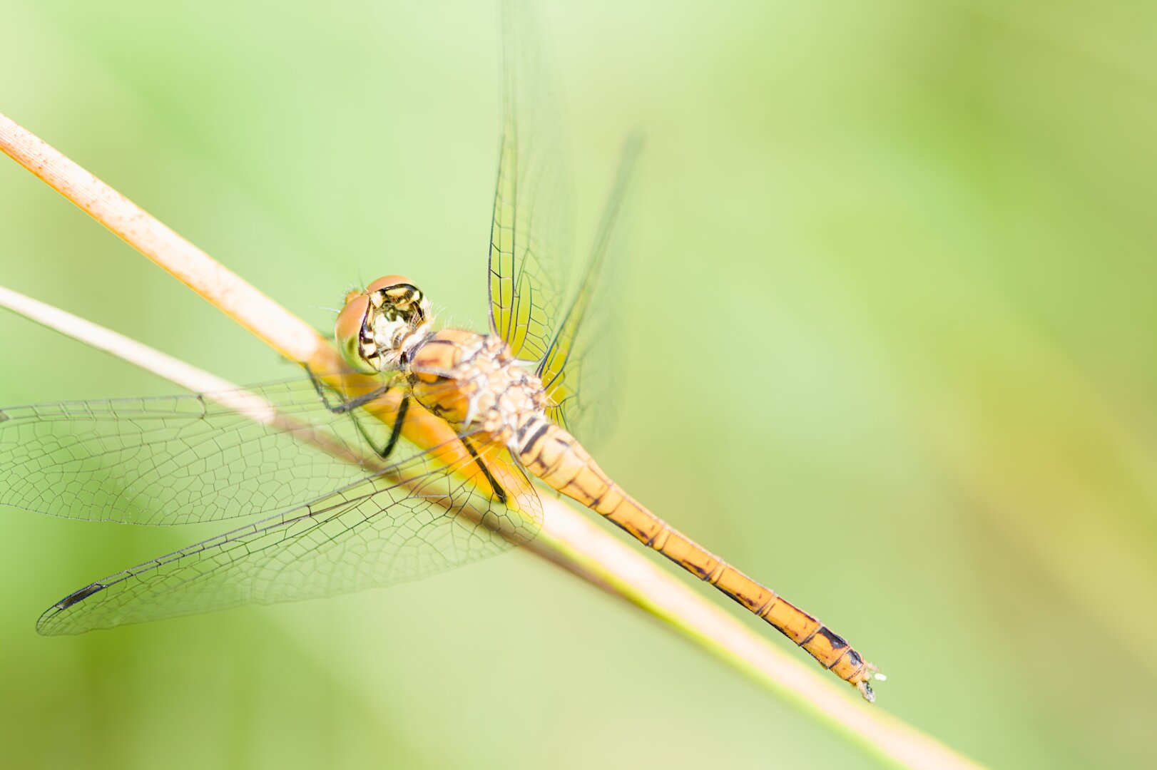 darter