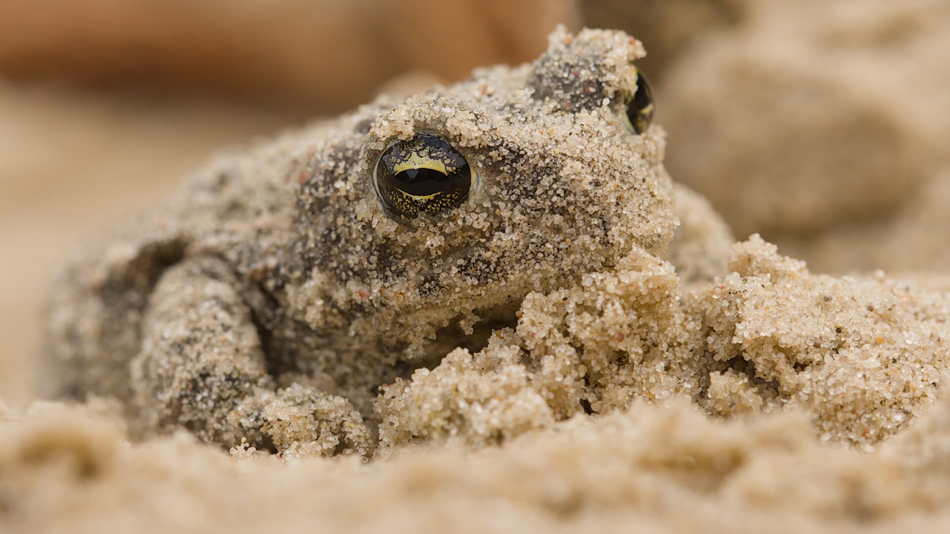 Rugstreeppad - Epidalea calamita