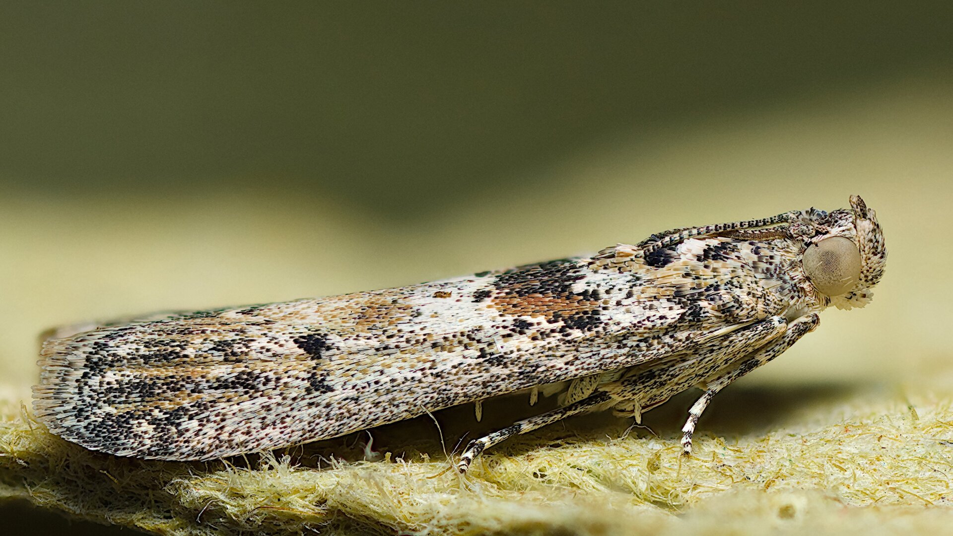 Levervlekmot/Ancylosis oblitella