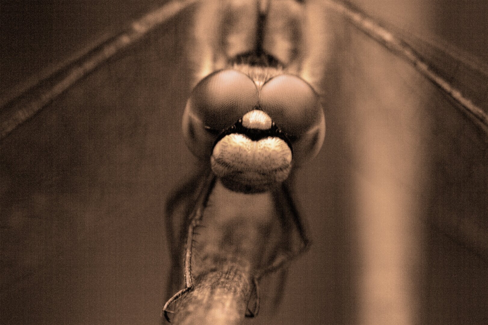 Monochrome shot of a dragonfly