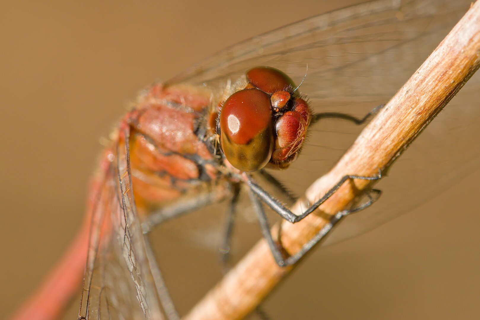 Ruddy Darter