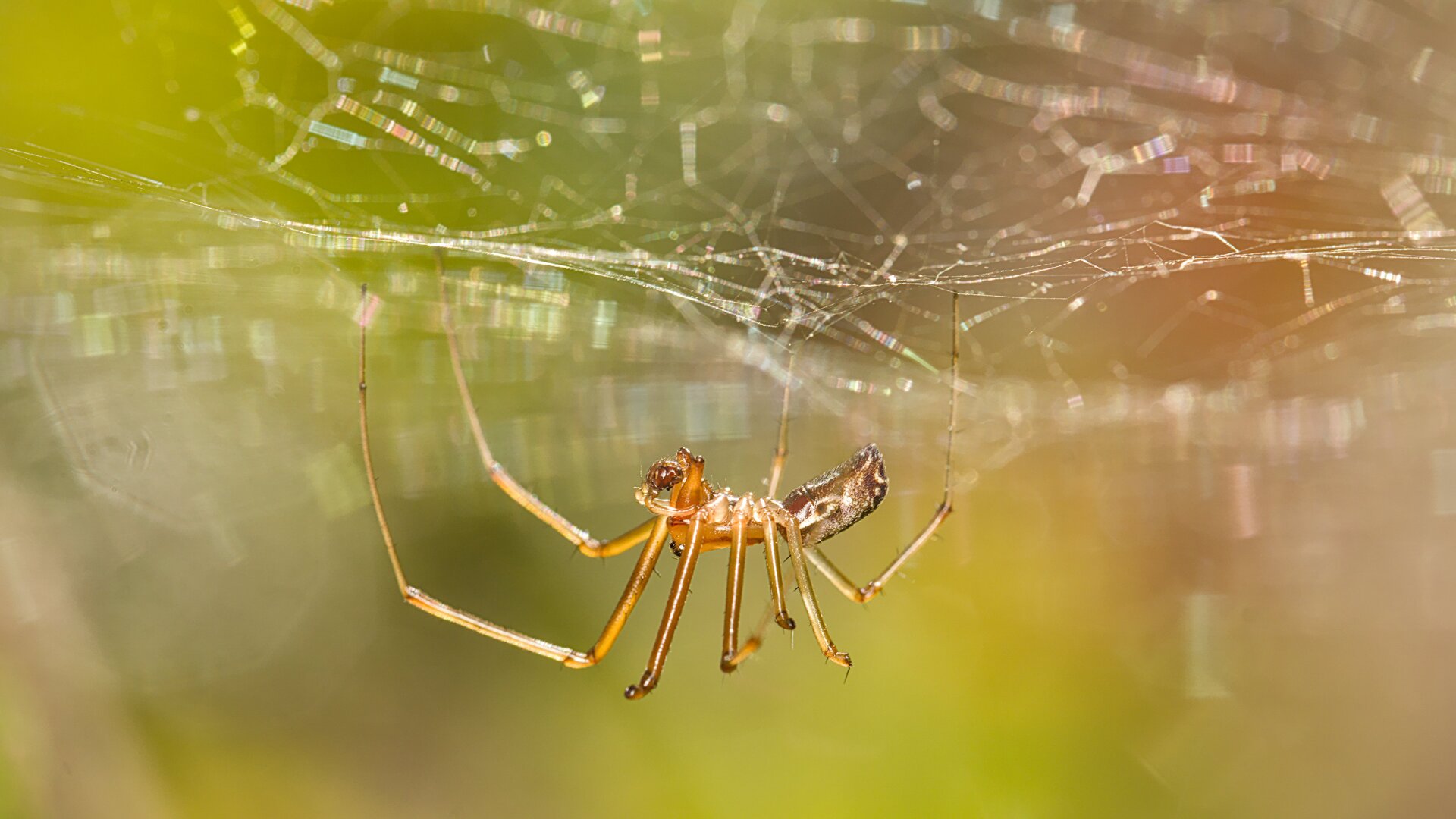 Herfsthangmatspin - Linyphia triangularis