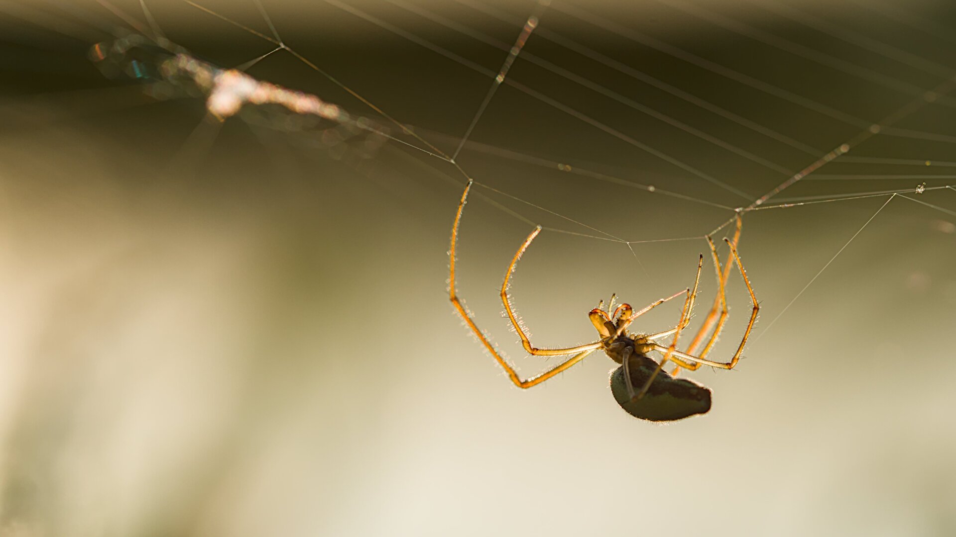 Tetragnatha spec.