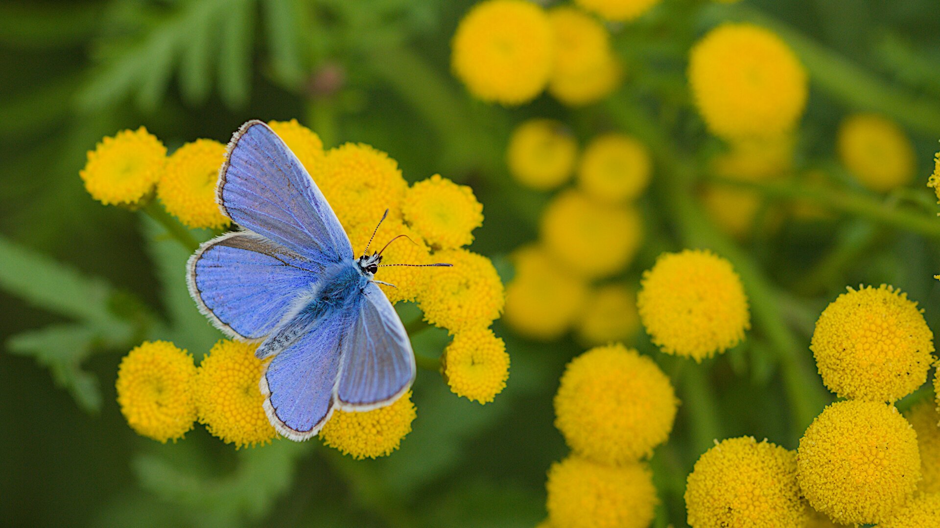 Blauwtje op boerenwormkruid