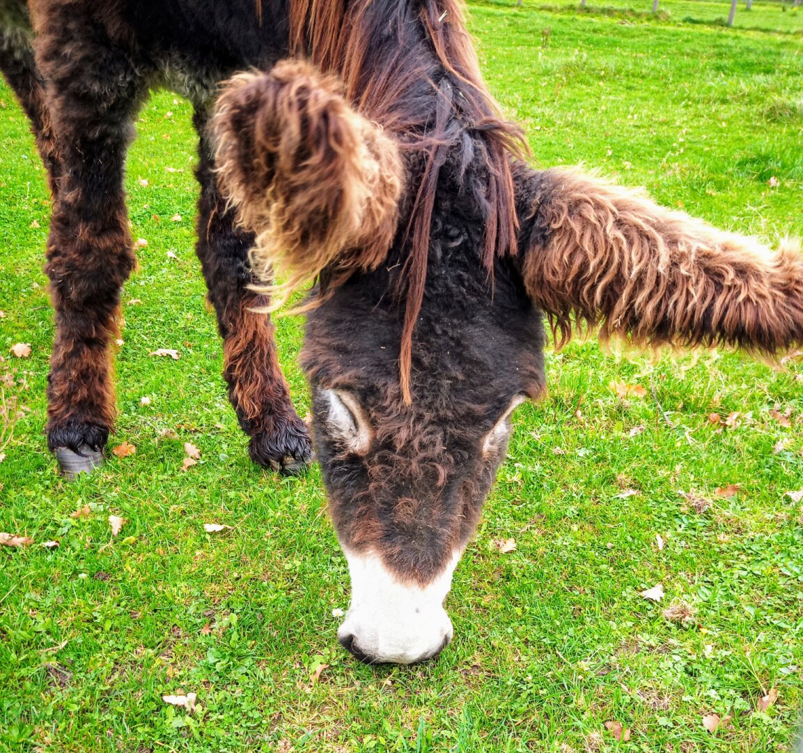 Close-up of a brown Poitou donkey. It's eating and that way it's huge, fluffy ears can be seen perfectly. and they are perfect 😍
