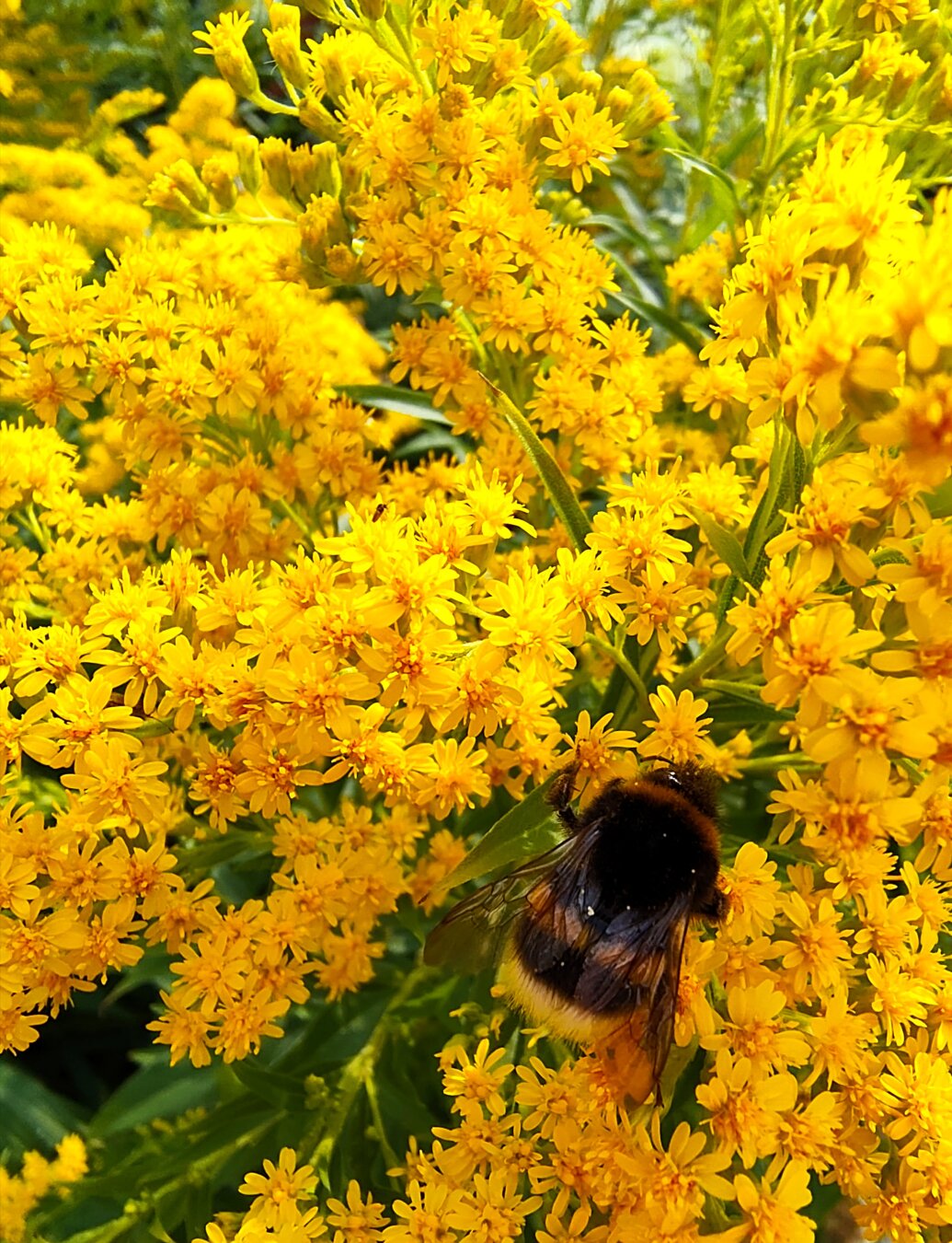 A plant with many yellow blossoms. There is a bumblebee sitting on one of the twigs. It's body and wings can be seen. I love bumblebees, they are the cutest.