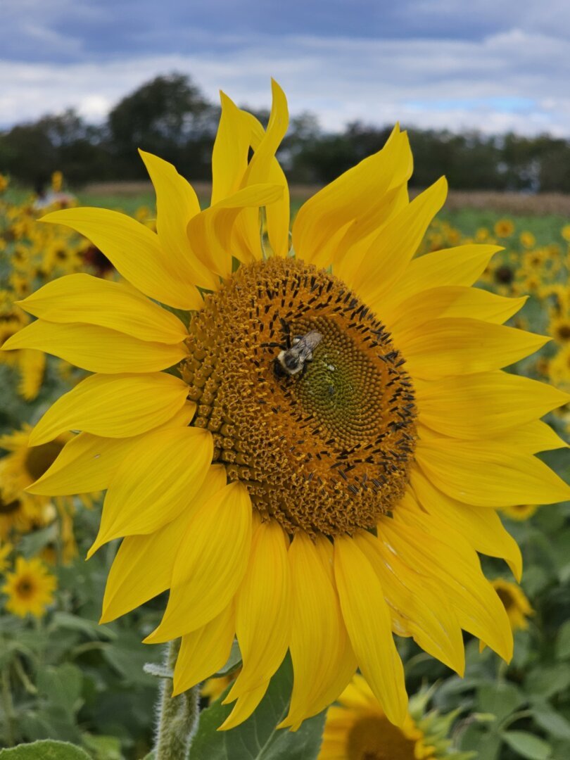 Bee on a sunflower
