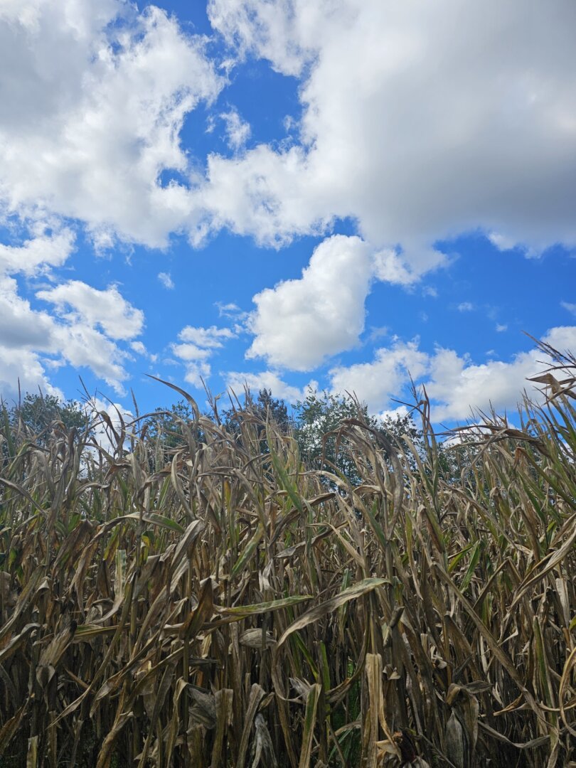 Cornstalks against a blue sky with clouds
