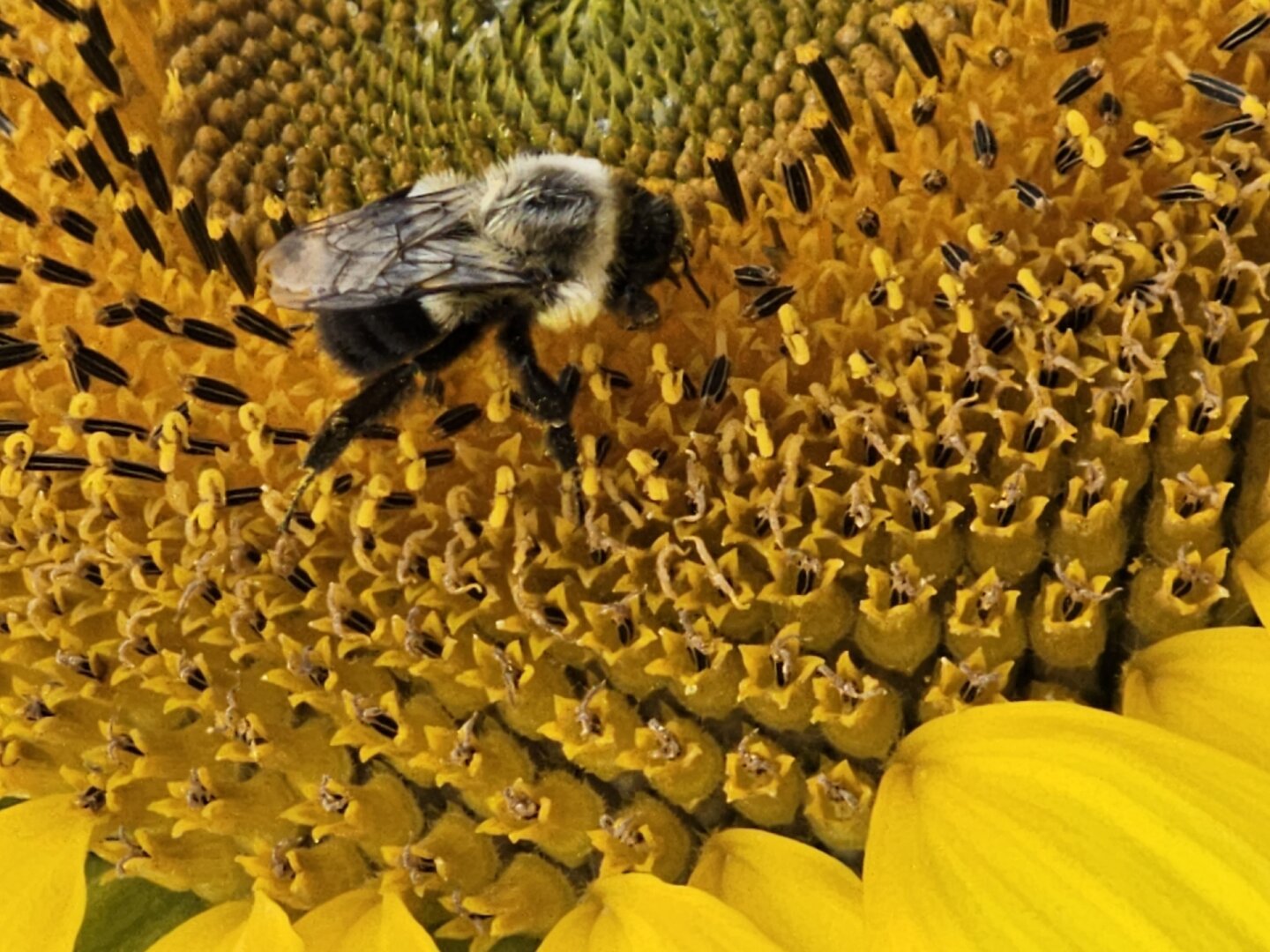 Bee on a sunflower