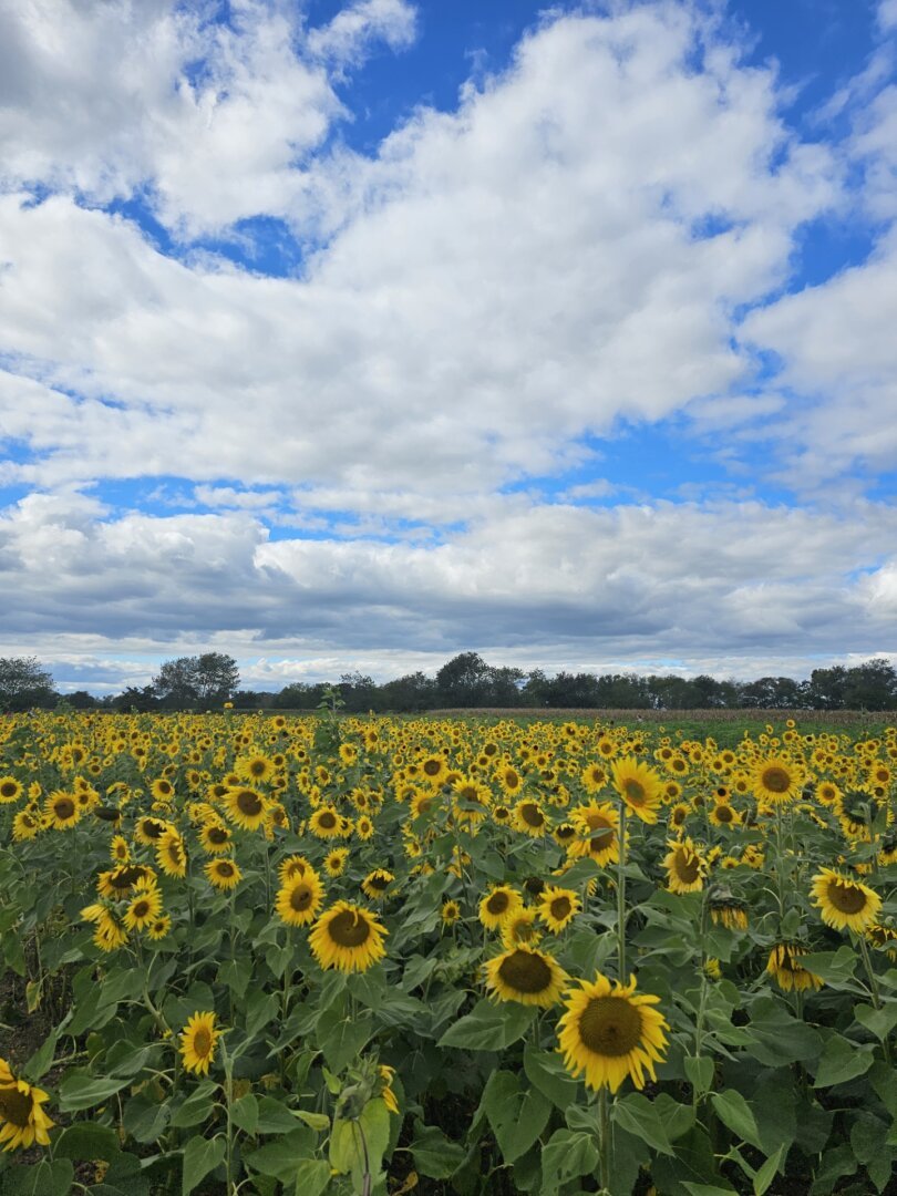 Sunflower field