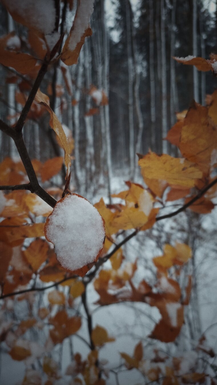 Snow on leaves, closeup with a snow-covered forest behind.