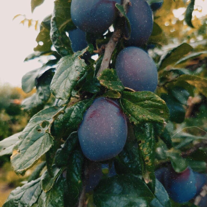 Plums on a tree.