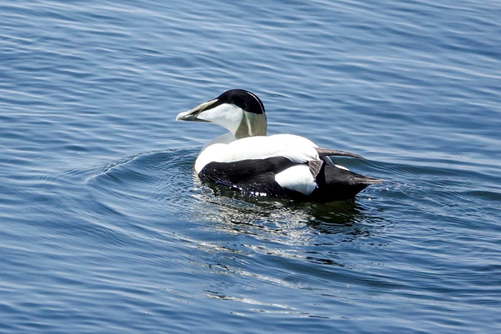 Was delighted to see the common Eider near the pier of IJmuiden together with my daughter.

#Bird #Birds #Featherverse #BirdsOfFediverse #BirdsOfMastodon #BirdPhotography #Birding #BirdWatching #Nature #Wildlife #NaturePhotography