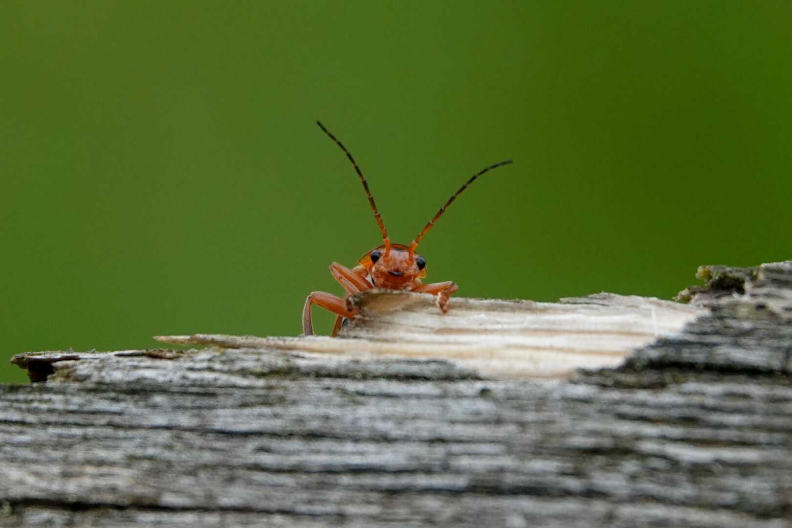 While I was waiting for birds my eye caught this little creature, a cantharis livida. #nature #NaturePhotography #beetles