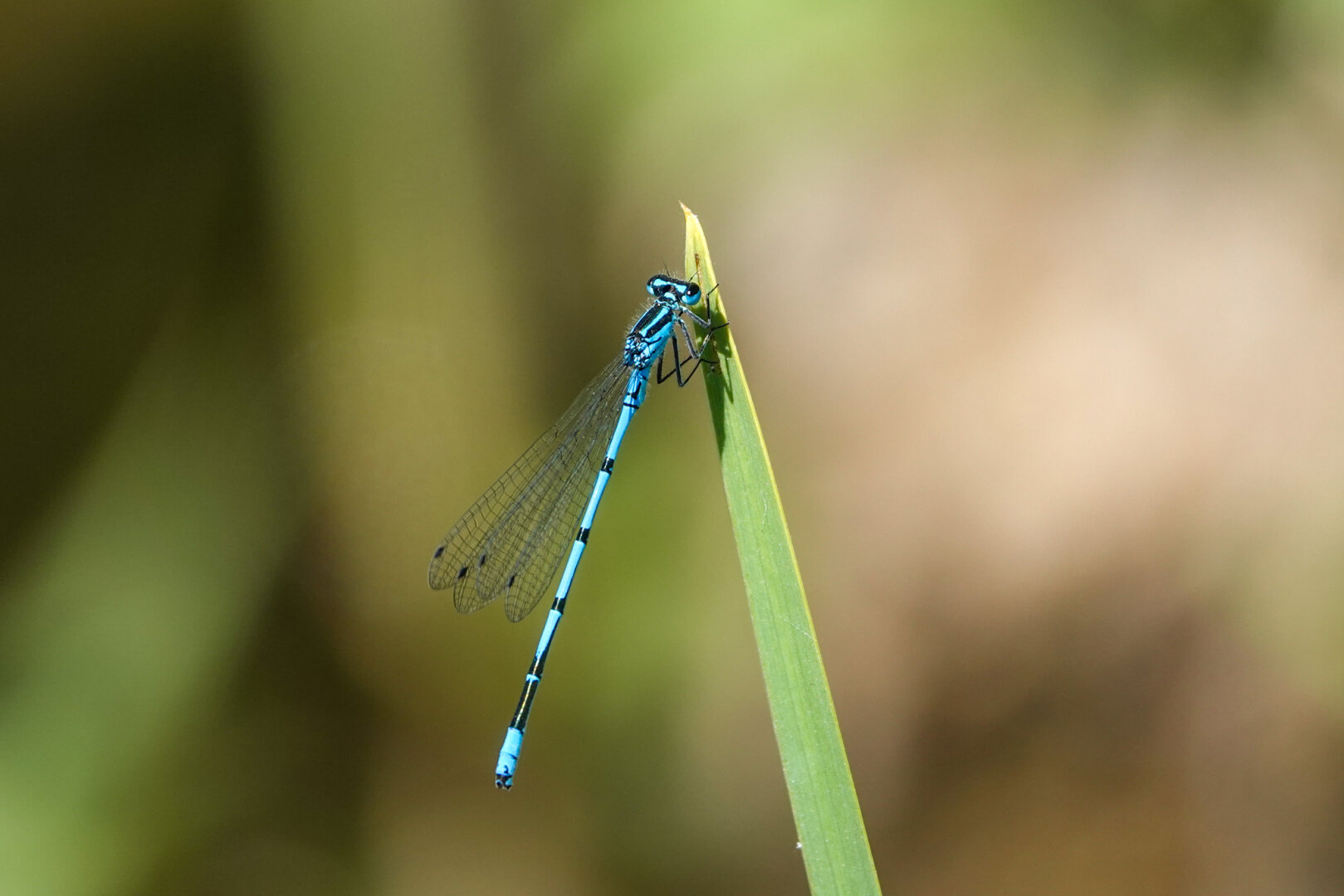 Waddle in the woods in 3 panes: one of the many azure bluets, a four-spotted chaser and the predator Eurasian Hobby.
#Dragonflies #dragonfly #Bird #Birds #Featherverse #BirdsOfFediverse #BirdsOfMastodon #BirdPhotography #Birding ##BirdWatching #Nature #Wildlife #NaturePhotography