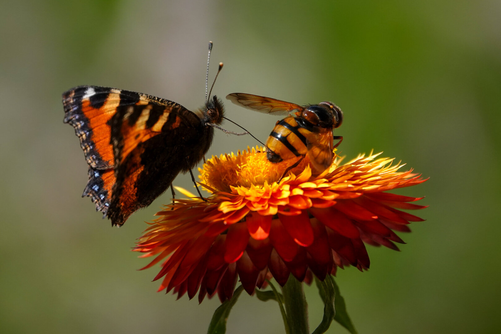 Holiday memories 

#Nature #NaturePhotography #butterflies