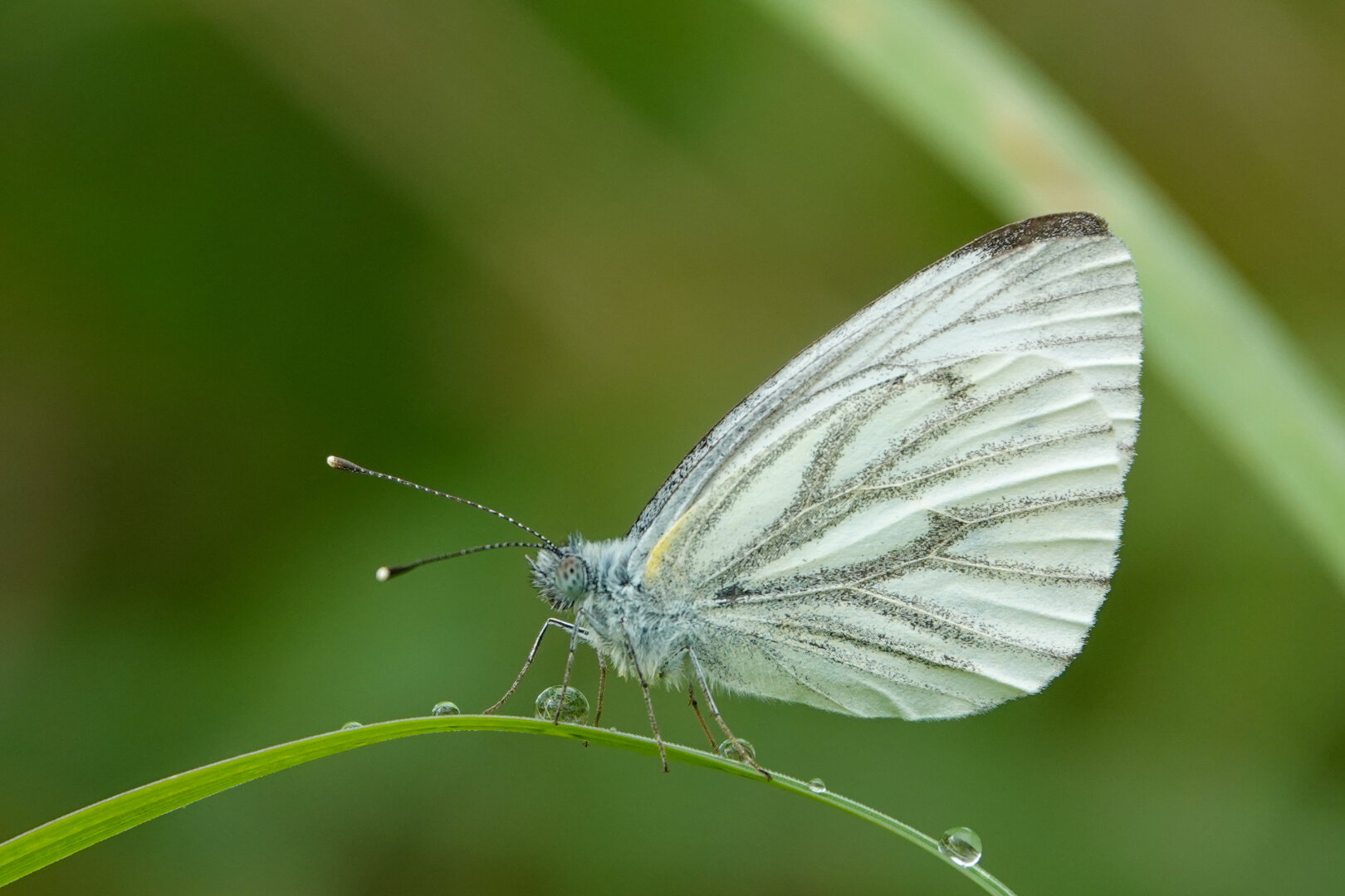 During waddle in local woods I met this marvellous Green-veined White (NL klein geaderd witje).

#Nature #NaturePhotography
#Butterflies #Butterfly