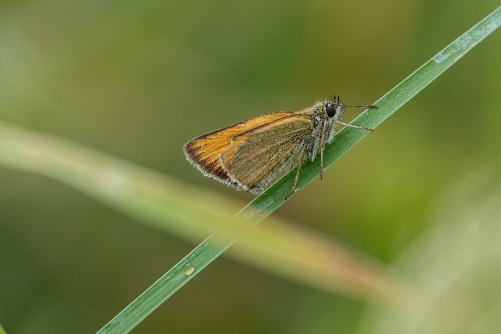 Essex Skipper #butterfly
#butterflies #Nature
#NaturePhotography