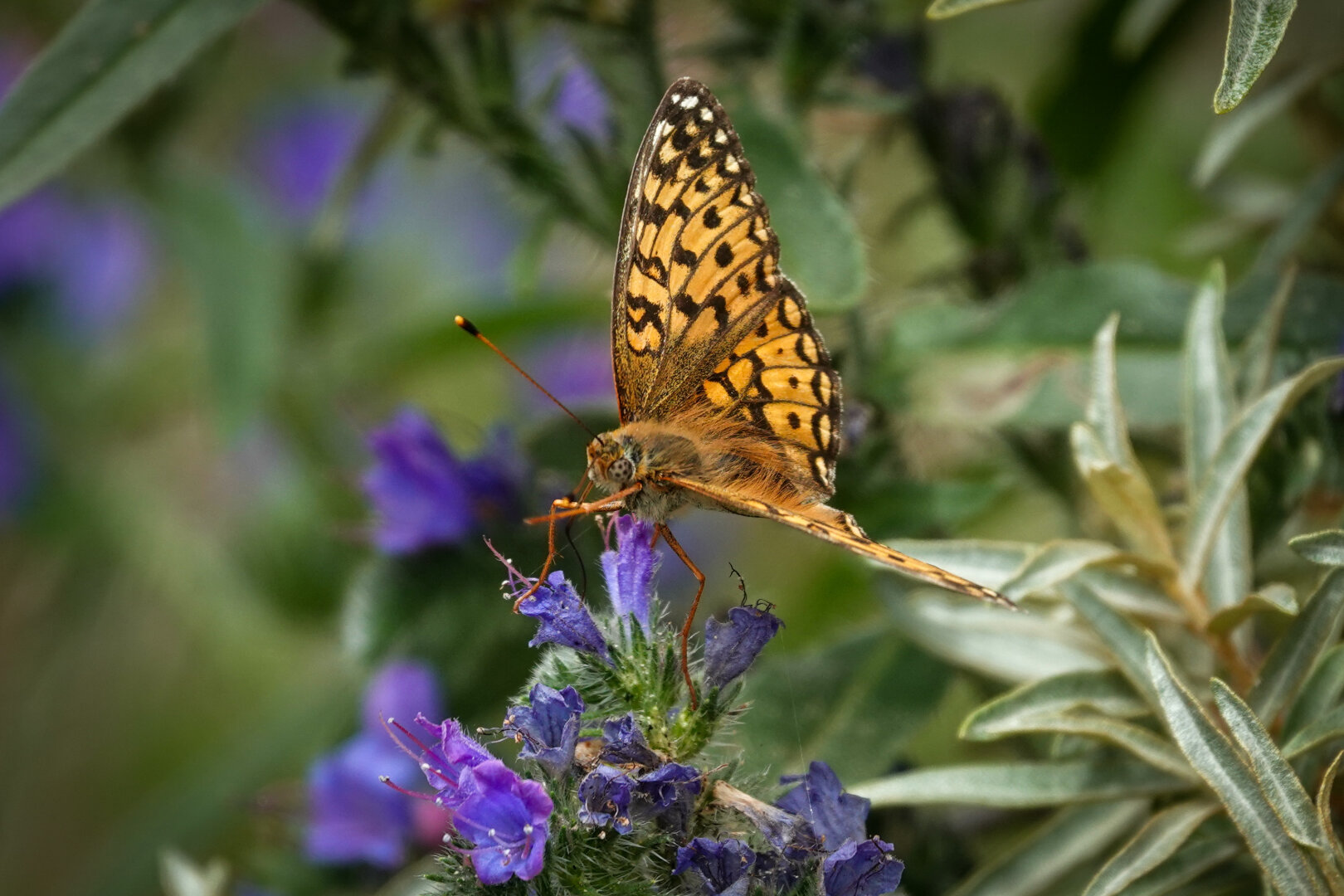During waddle in the dunes I also saw this beautiful butterfly

#butterfly #butterflies #nature #NaturePhotography