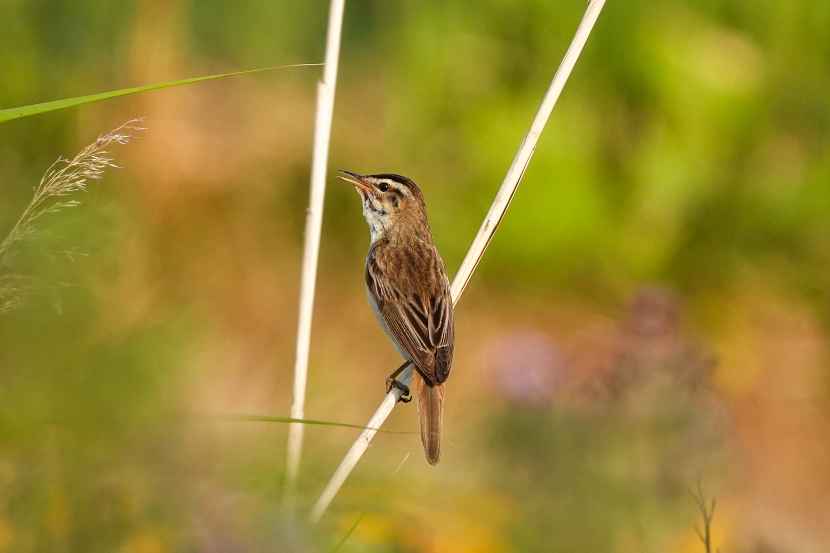 Yesterday evening I caught this beautiful sedge warbler.

#Bird #Birds #Featherverse #BirdsOfFediverse #BirdsOfMastodon #BirdPhotography #Birding #BirdWatching #Nature #Wildlife #NaturePhotography