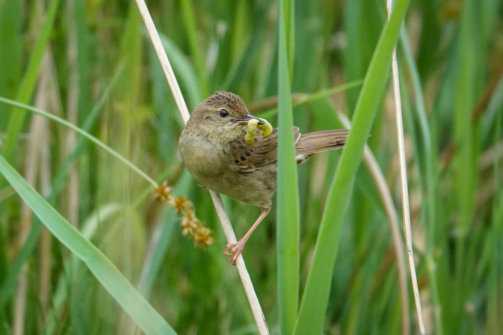Lovely to see a common grasshopper warbler searching for food.

#Bird #Birds #Featherverse #BirdsOfFediverse #BirdsOfMastodon #BirdPhotography #Birding #BirdWatching #Nature #Wildlife #NaturePhotography