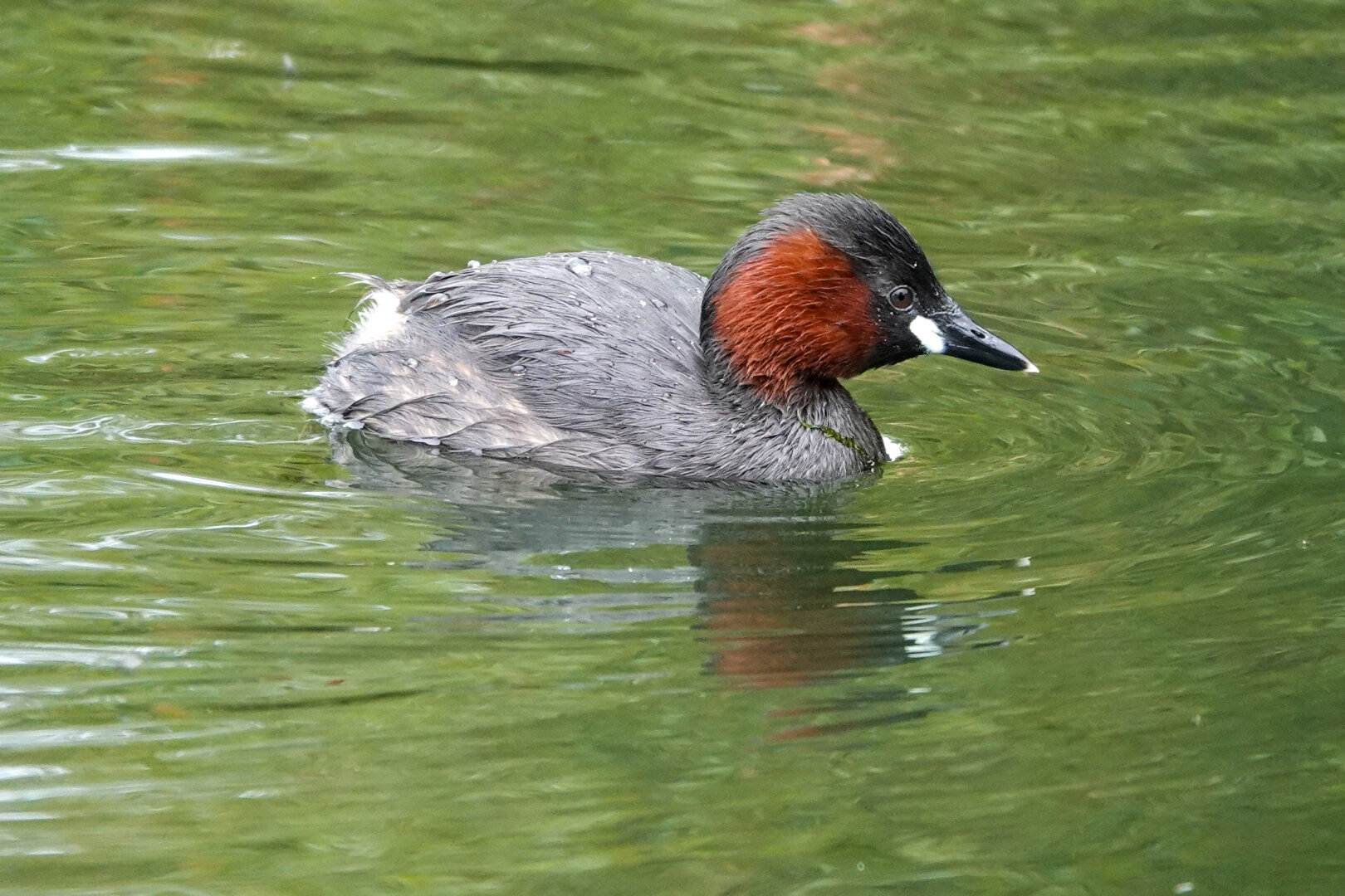 Always love to see a Little Grebe 🥰


#Bird #Birds #Featherverse #BirdsOfFediverse #BirdsOfMastodon #BirdPhotography #Birding #BirdWatching #Nature #Wildlife #NaturePhotography