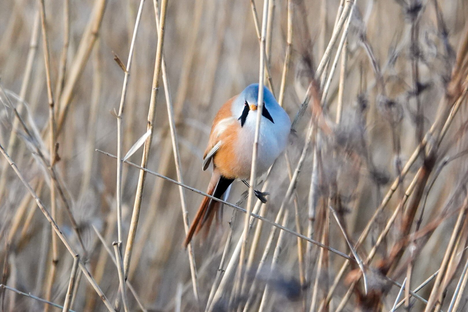 Goal species of the day Bearded Reedling ✔️

#Birds #Featherverse #BirdsOfFediverse #BirdsOfMastodon