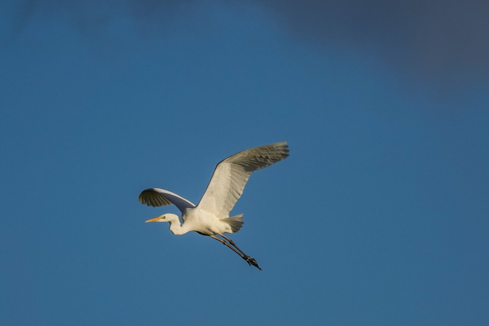 No egrets, no party 

#Birds #Featherverse #BirdsOfFediverse #BirdsOfMastodon