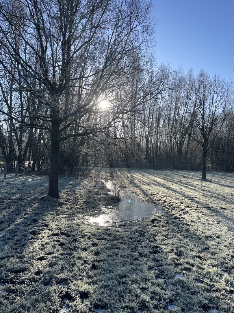 Lovely #waddle in mini winter wonderland this morning. 
#nature #NaturePhotography