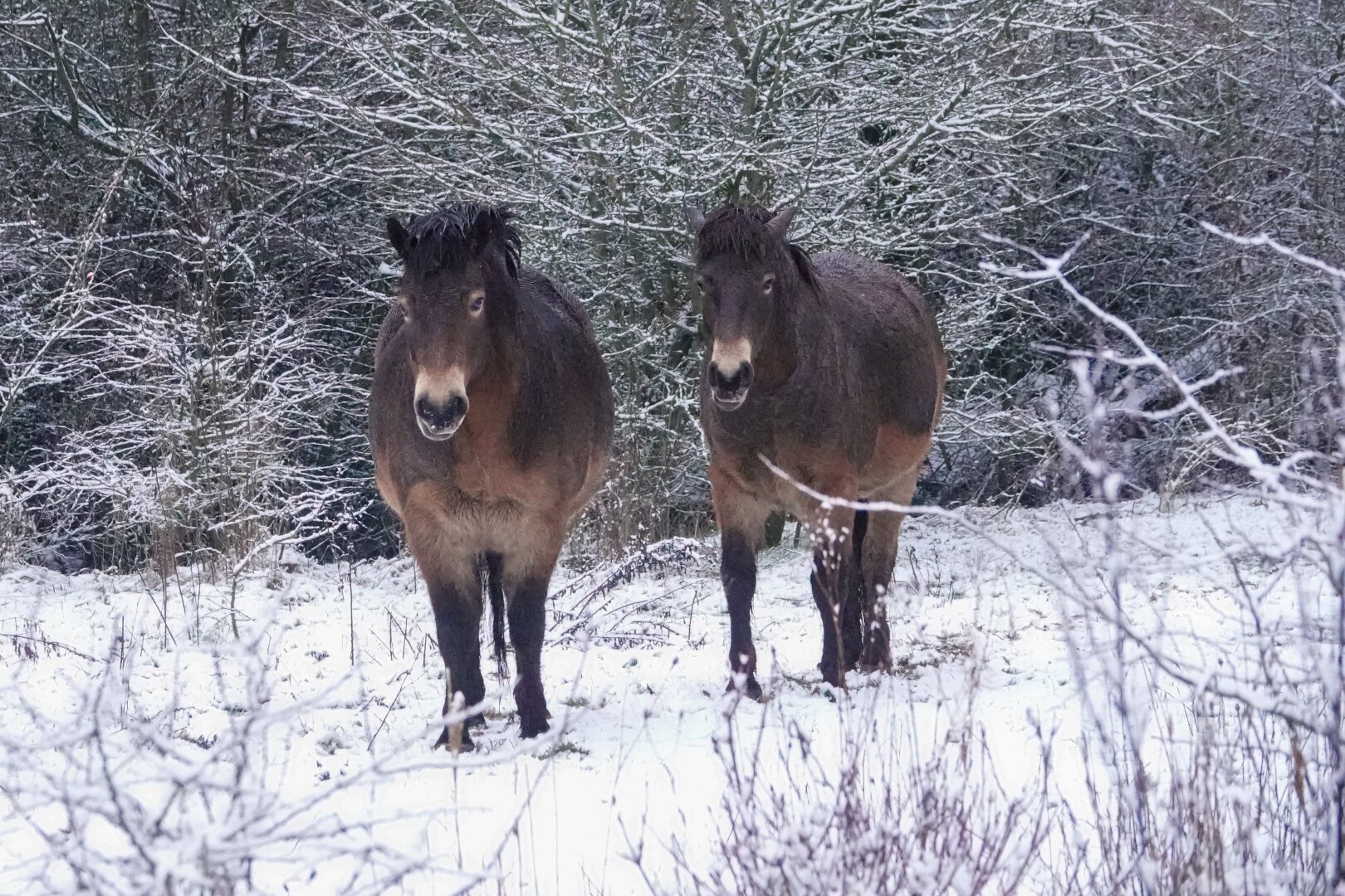 A bit of snow earlier this week.

#Nature #NaturePhotography