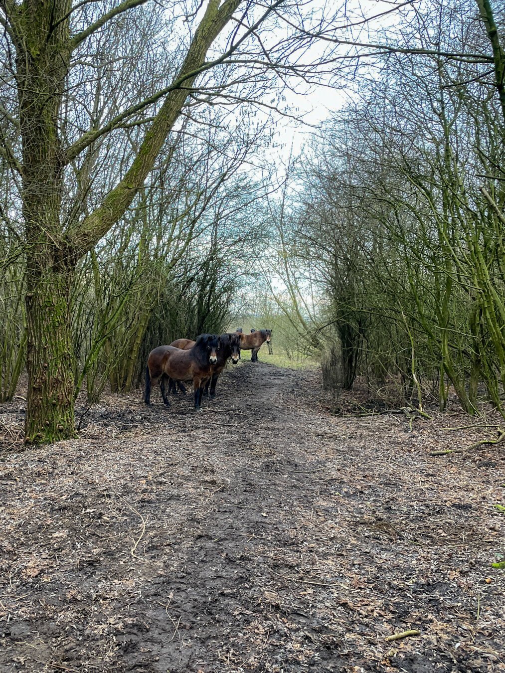 During waddle in the woods I met the Exmoor ponies. Decide to go around them. Meaning making a path through bushes and over water filled ditches. One Exmoor pony decided to follow me and take a look how crossed the ditch in a clumsy way.

#nature #NaturePhotography #exmoor